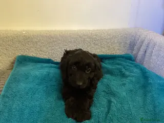 Cockapoo dogs Cockapoo f1 - Advert 15