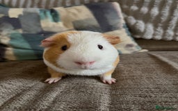 Guinea Pig rodents for sale: Two gorgeous bonded boys - Image 5
