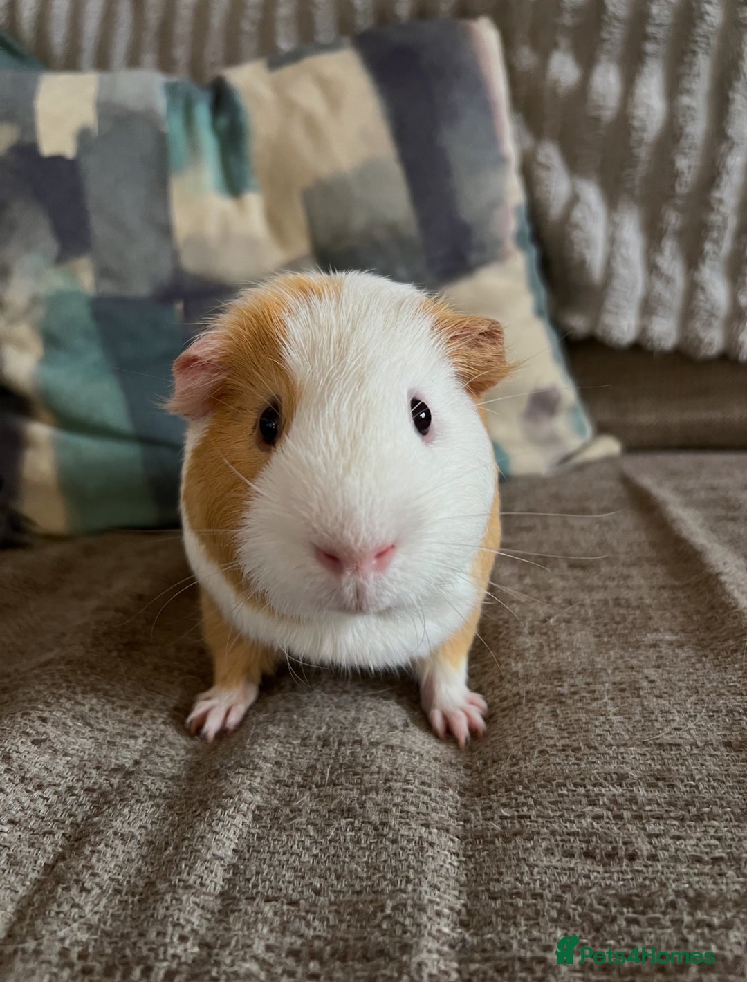 Guinea Pig rodents for sale: Two gorgeous bonded boys - Image 5