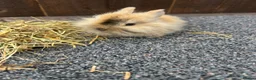 Mixed Breed rabbits for sale: Baby bunnies  - Advert 19