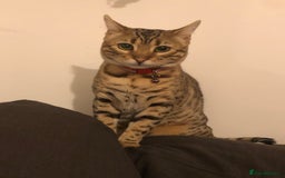 Bengal cats for sale: Beautiful Bengal Boy!  - Image 3