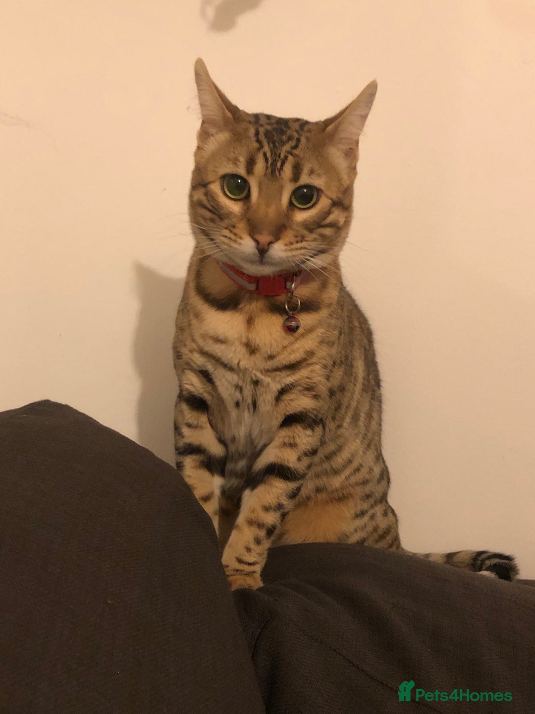 Bengal cats for sale: Beautiful Bengal Boy!  - Image 3
