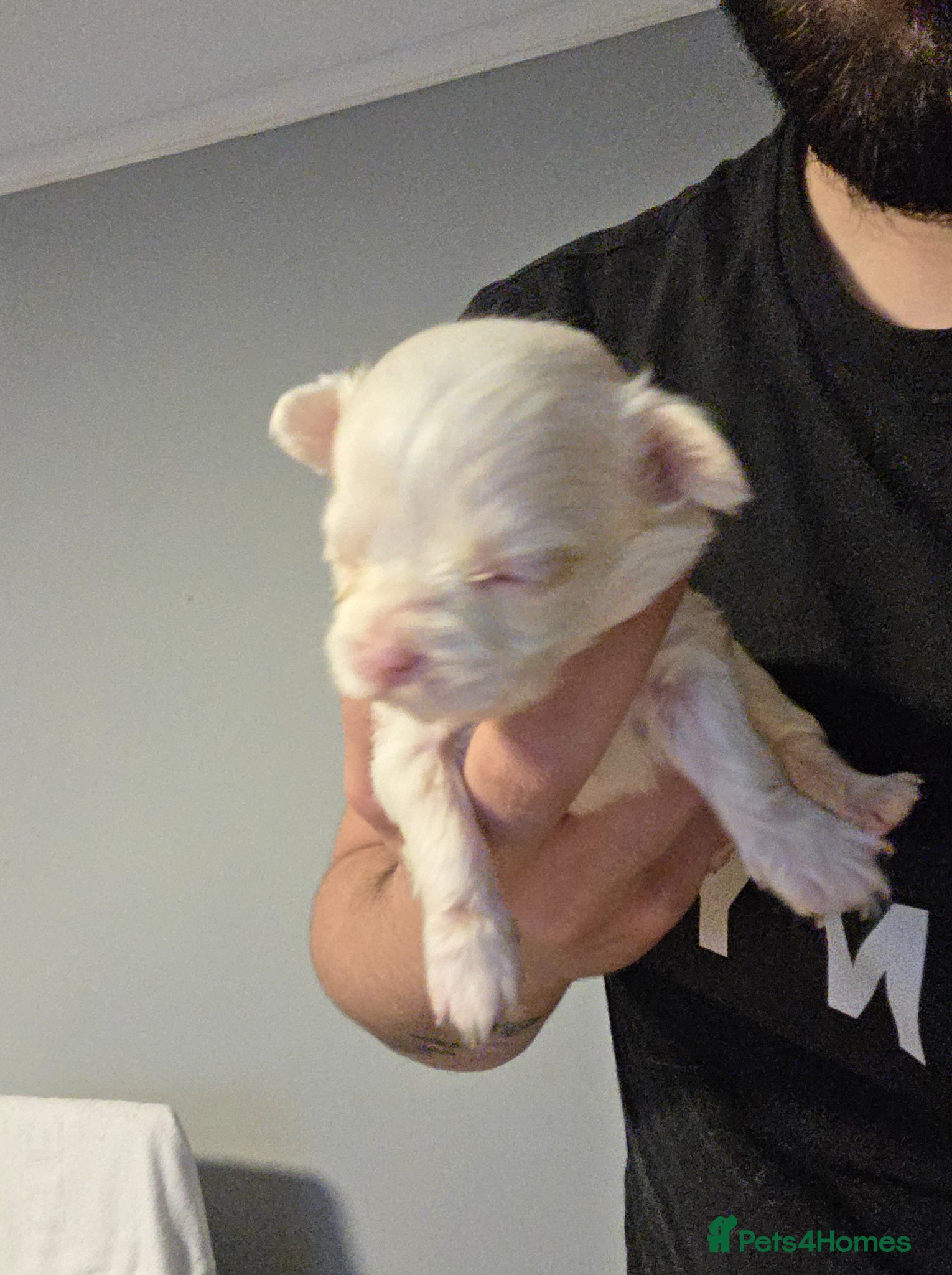 Chihuahua dogs for sale: Long & short haird chihuahua puppies  in Wirral - Advert 7