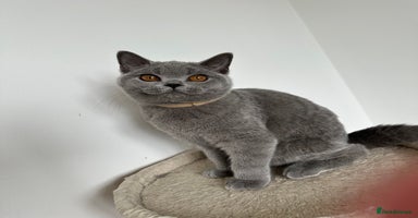 British Shorthair cats - Advert 10
