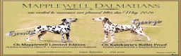 Dalmatian dogs for sale: Mr black - gorgeous black boy …..  - Advert 13