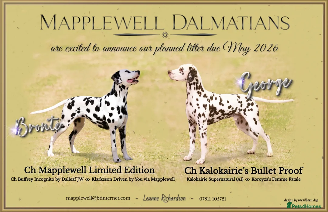 Dalmatian dogs for sale: Mr black - gorgeous black boy …..  - Advert 13