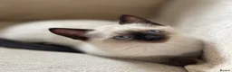 Siamese cats for sale: Beautiful Blue-Eyed Siamese-Type Boy Kitten - Advert 2