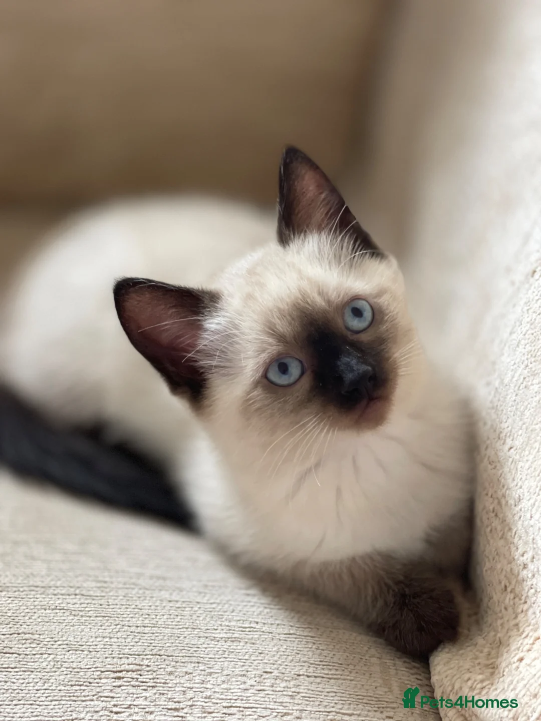 Siamese cats for sale: Beautiful Blue-Eyed Siamese-Type Boy Kitten - Advert 2