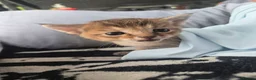 Chausie cats for sale: CHAUSIE F6  - Advert 6