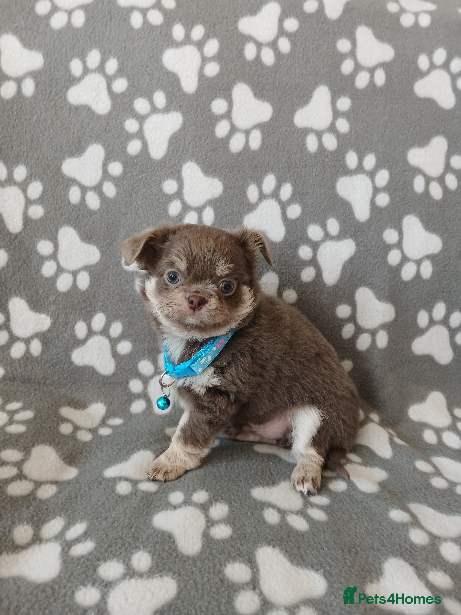 Chihuahua dogs  ❤️KC REG LONG COAT STUNNING PUPPIES❤️ - Advert 2