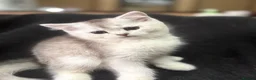 Scottish Fold cats for sale: ❤️SCOTTISH FOLD/STRAIGHTS SILVER CHINCHILLA ❤️ - Advert 4