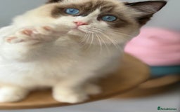 Ragdoll cats for sale: 💙🩷GCCF RAGDOLL KITTENS 3, 5 & 20WKS  AWARD WIN🥇 - Image 19