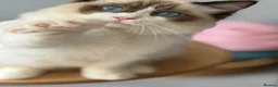 Ragdoll cats for sale: GCCF🥇PUREBRED REG RAGDOLL KITTENS AWARD WIN🥇 - Advert 19