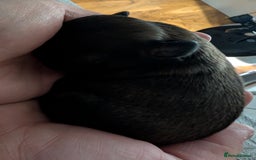 Shih Tzu dogs for sale: ALL RESERVED .Beautiful pure Shih Tzu puppies   - Advert 5