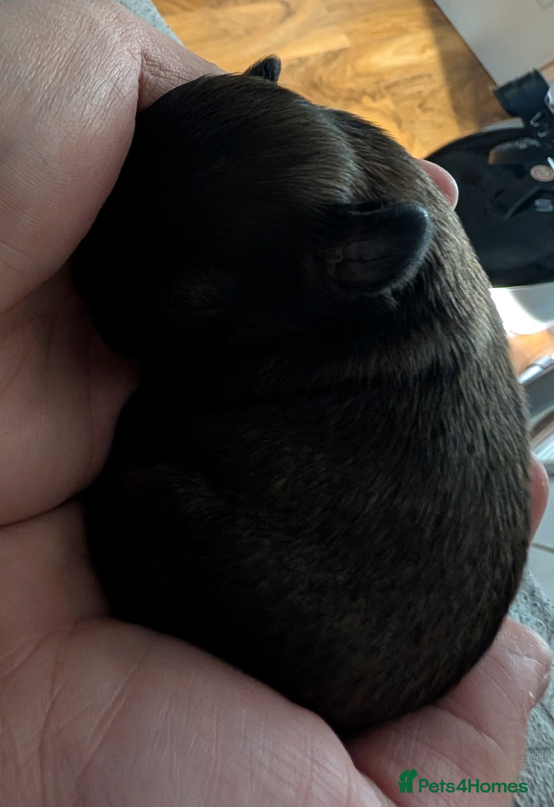 Shih Tzu dogs for sale: ALL RESERVED .Beautiful pure Shih Tzu puppies   - Advert 5