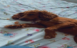 Cockapoo dogs for sale: Coco  - Image 2