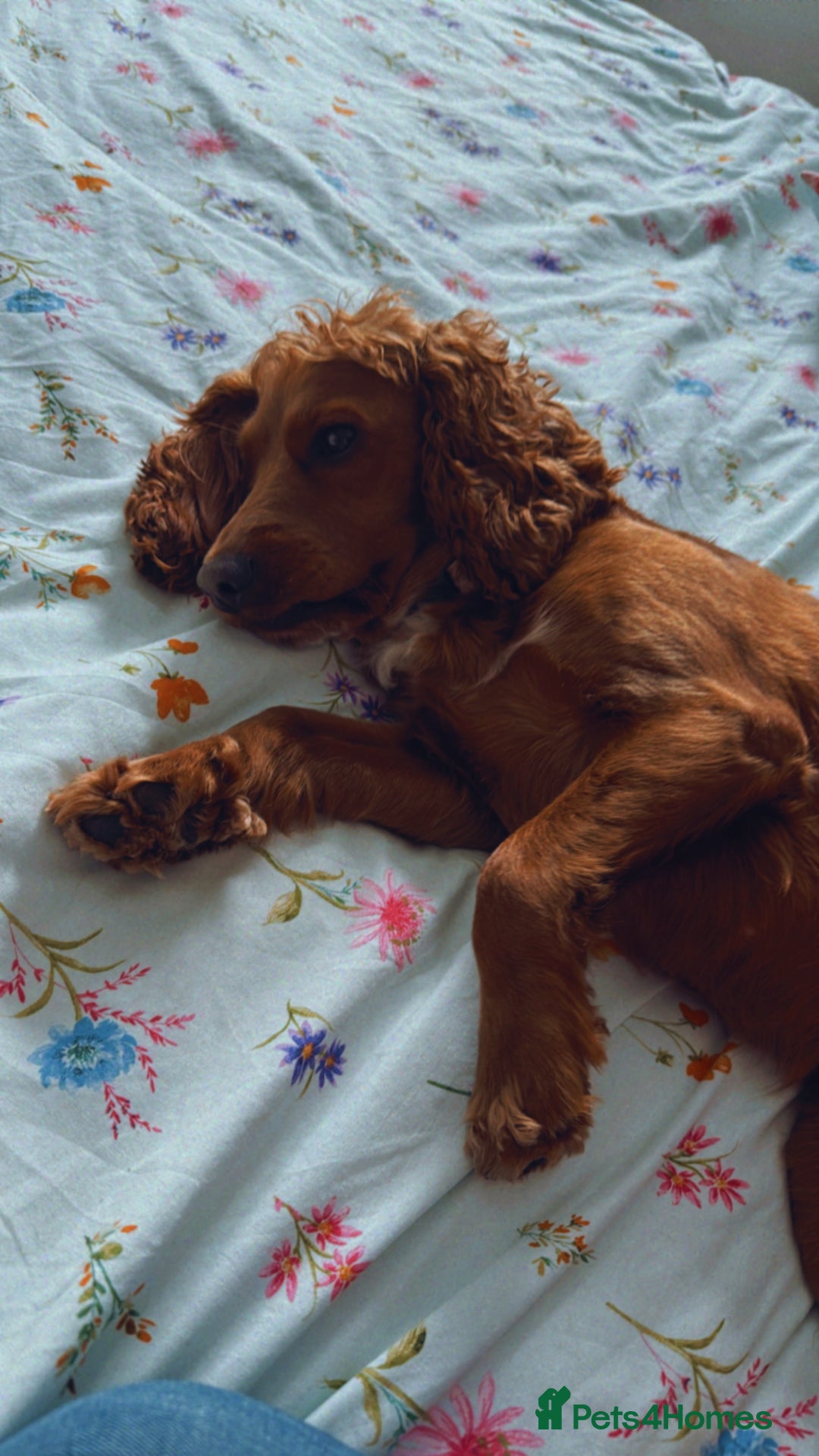 Cockapoo dogs for sale: Coco  - Image 2