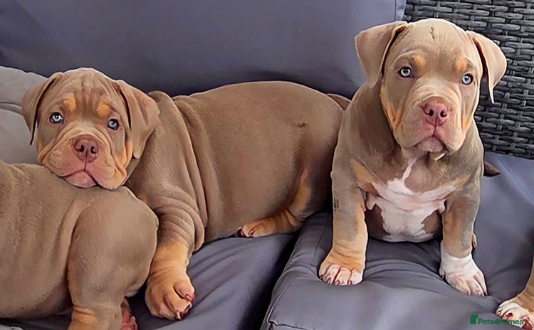 American Bully dogs - Advert 1