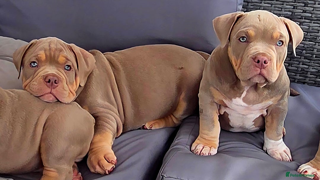 Yellow American Bully Puppies Pocket American Bully Puppies For