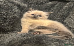 Ragdoll cats for sale: AMAZING QUALITY PEDIGREE HCM/PKD CLEAR KITTENS  - Image 23
