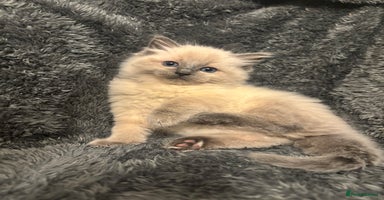 Ragdoll cats - Advert 15