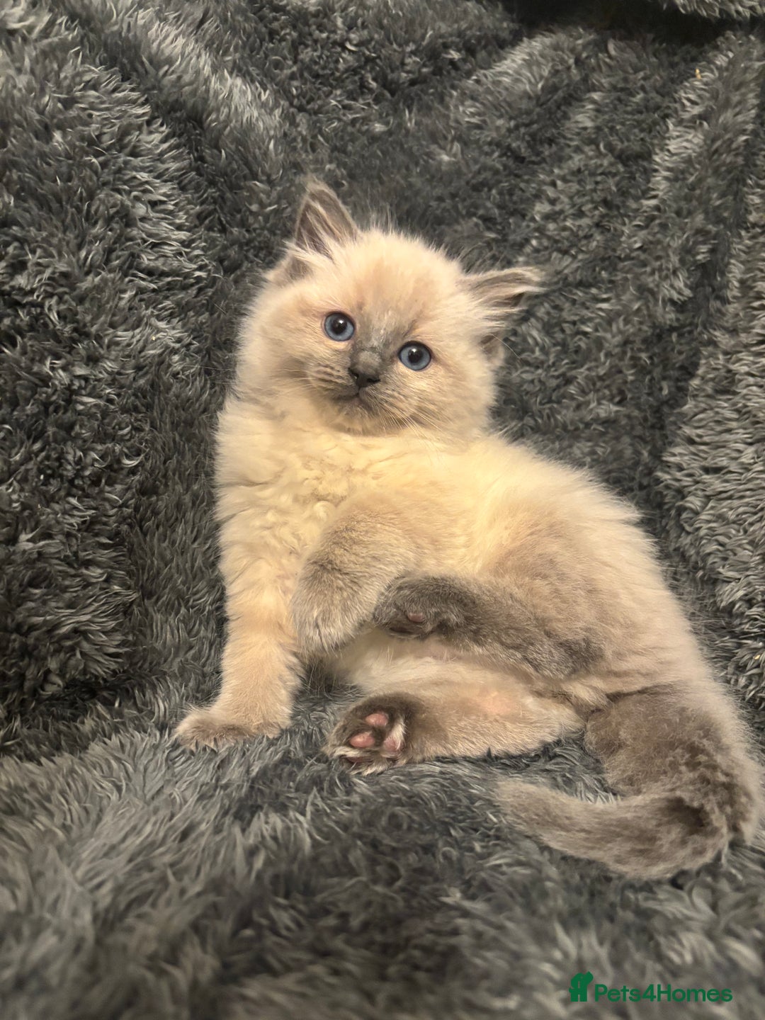 Ragdoll cats for sale: AMAZING QUALITY PEDIGREE HCM/PKD CLEAR KITTENS  - Image 23