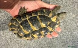 Tortoise reptiles for sale: Jack and Georgina  - Image 4