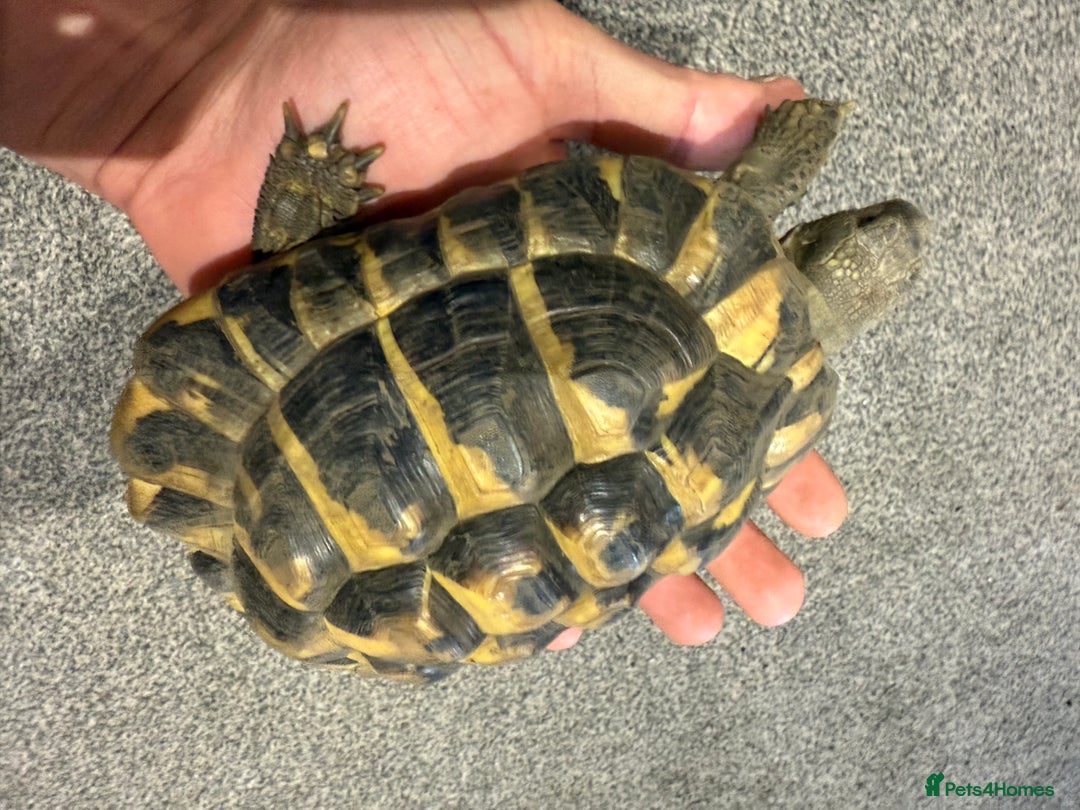 Tortoise reptiles for sale: Jack and Georgina  - Image 4