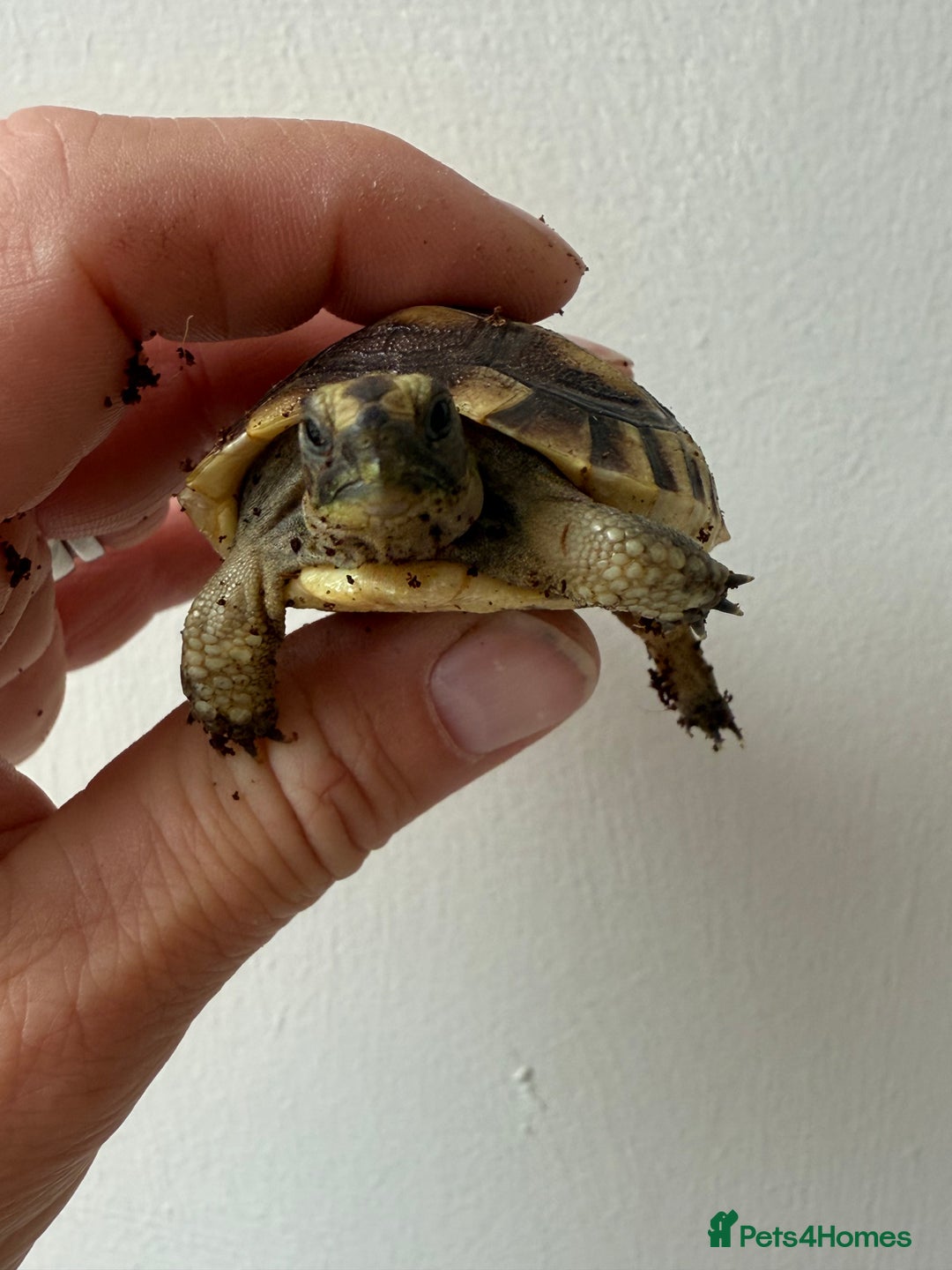Tortoise reptiles for sale: Baby Mediterranean spur thigh tortoise for sale - Image 4