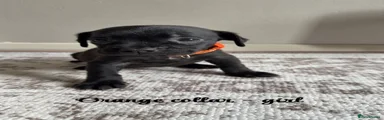 Orange collar 