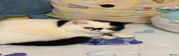 Exotic cats for sale: Black and white exotic boy - Advert 16