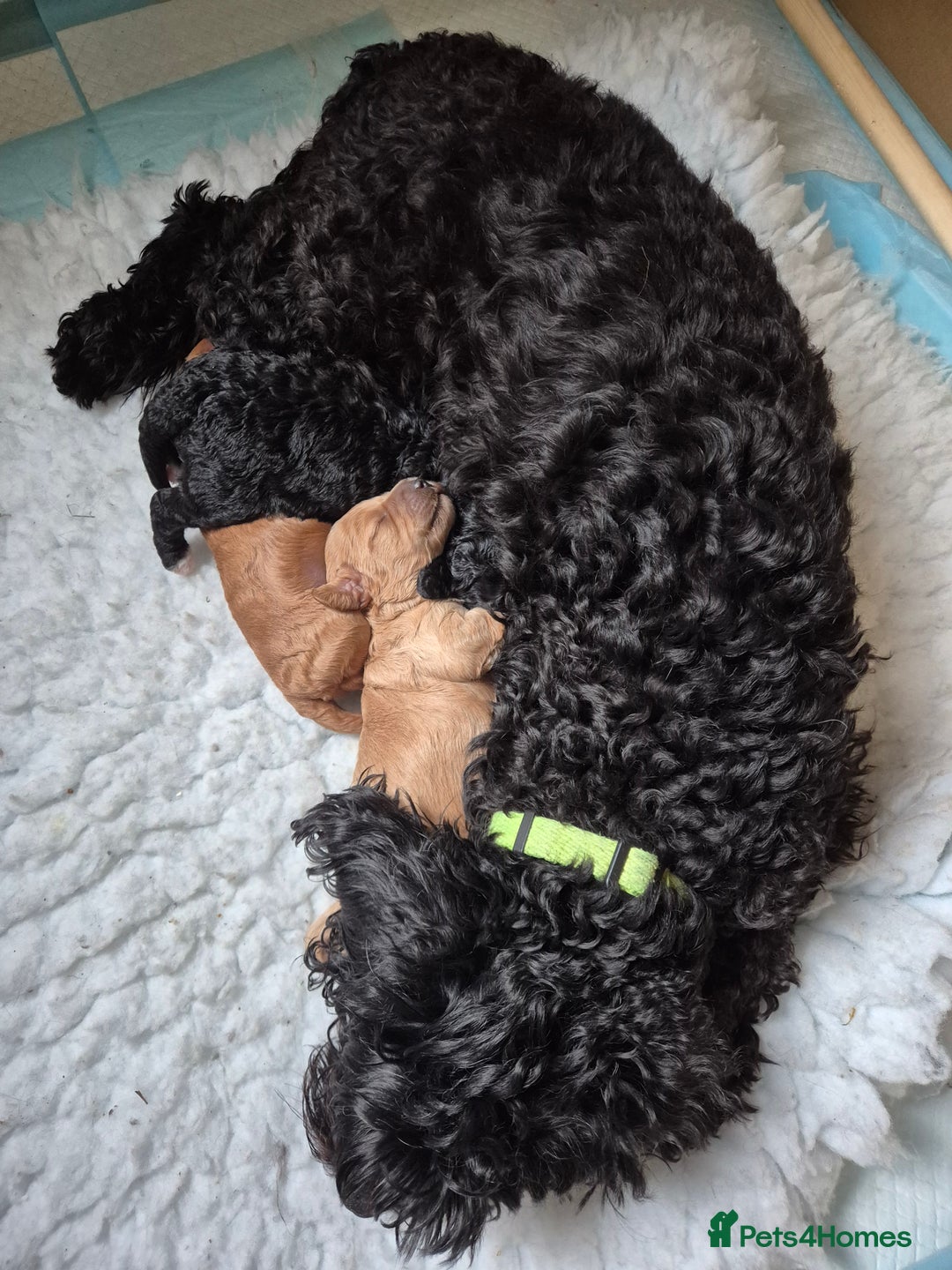 Cavapoo dogs for sale: Ready now - Gorgeous red Cavapoo girl - Advert 6