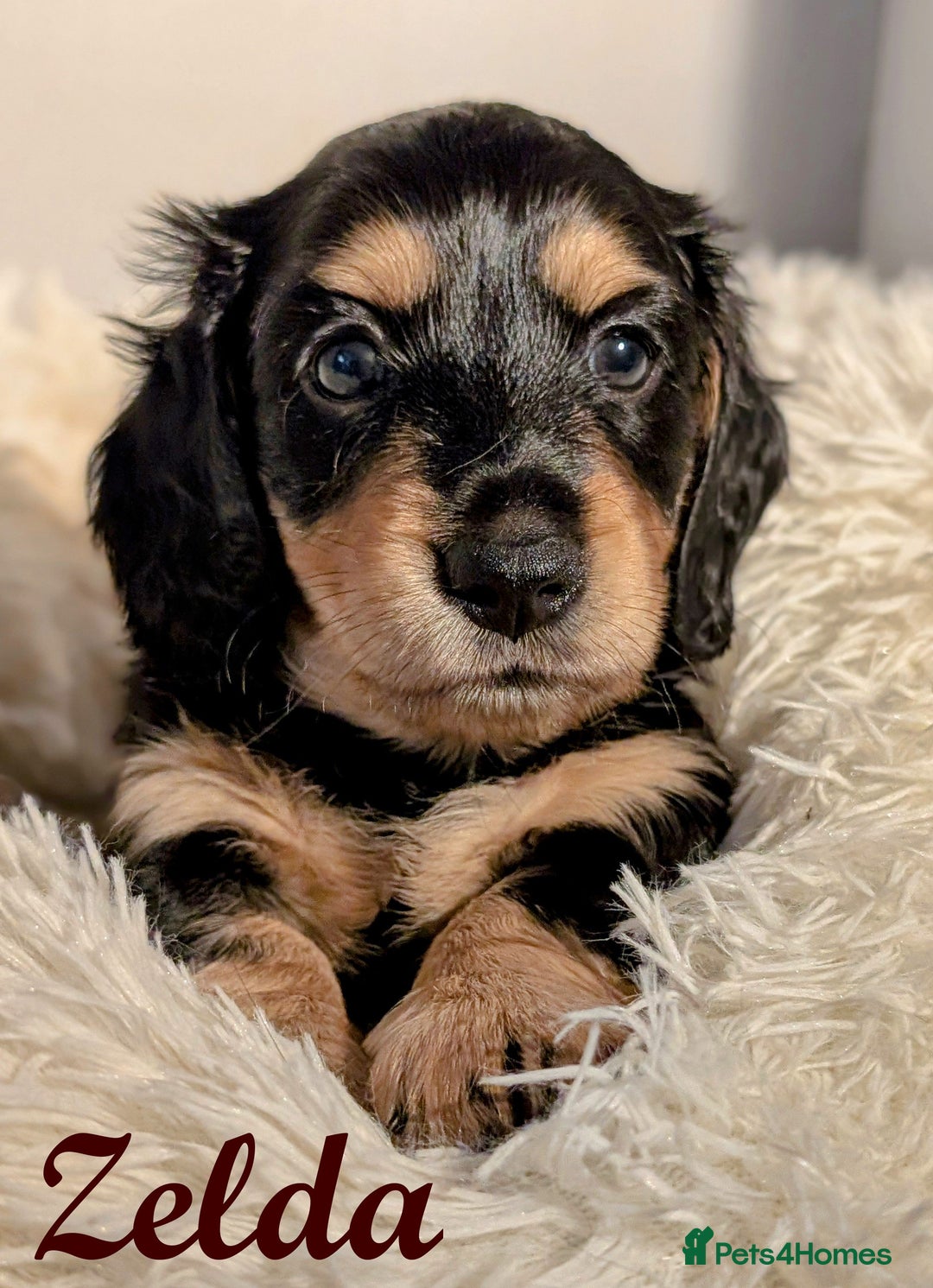 Miniature Dachshund dogs for sale: Miniature Longhaired Dachshunds - Image 3