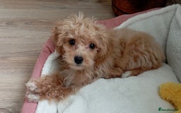 Cavapoochon dogs for sale: Cavapoochon  - Image 4