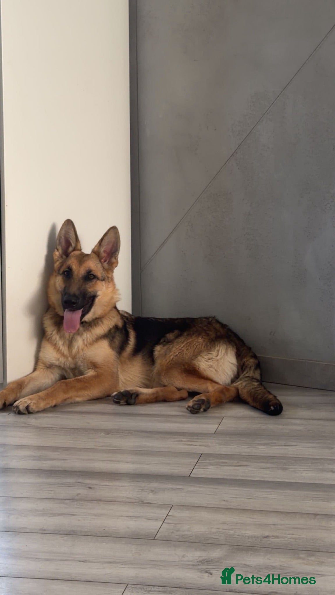 German Shepherd dogs one beautiful german shepherd girl - Advert 1