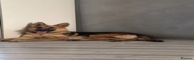 German Shepherd 1