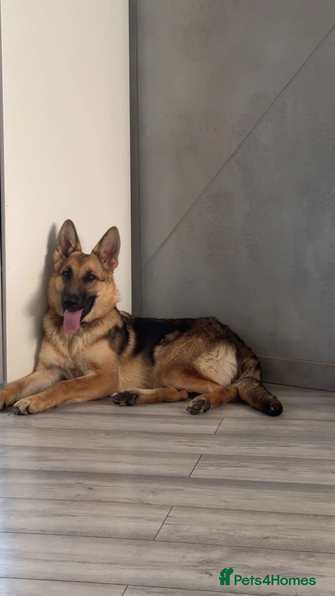 German Shepherd dogs for sale: one beautiful german shepherd girl - Advert 1