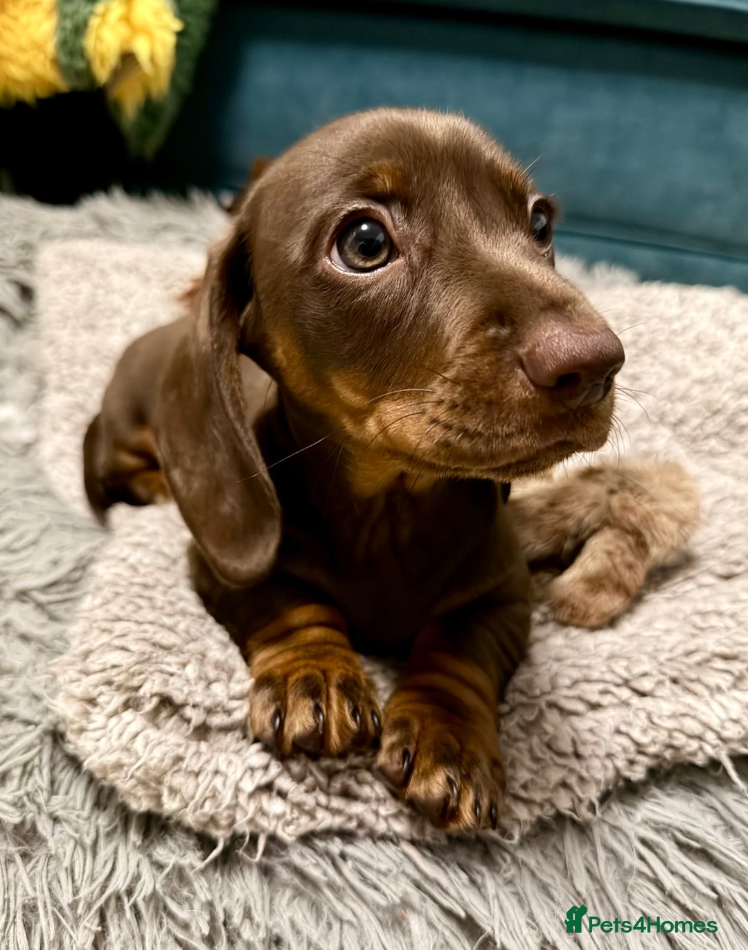 Miniature Dachshund dogs for sale: REDUCED…PRA Clear, KC Reg Miniature Dachshund Girl - Advert 4