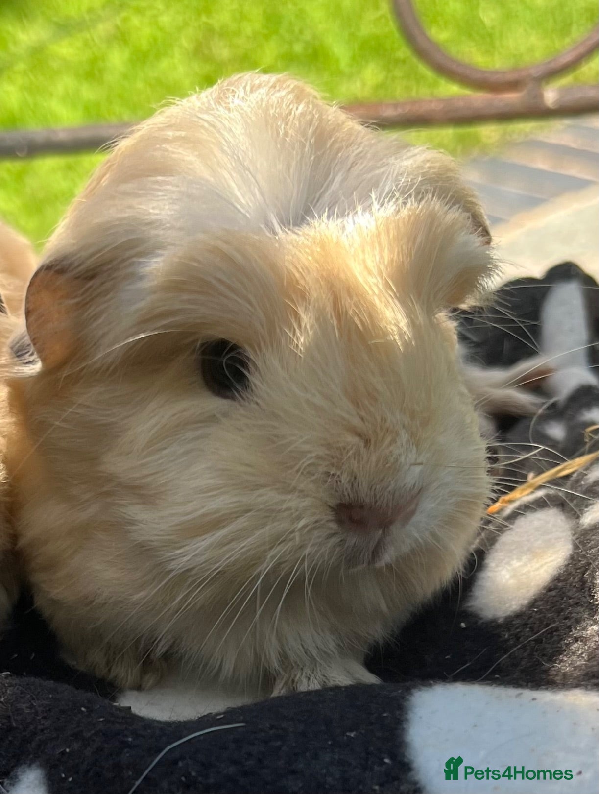 Guinea Pig rodents Guinea pigs 🐹  - Advert 10
