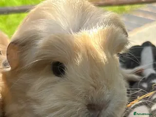 Guinea Pig rodents Guinea pigs 🐹 - Advert 10