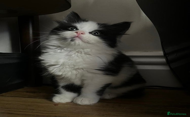 Mixed Breed cats - Advert 7