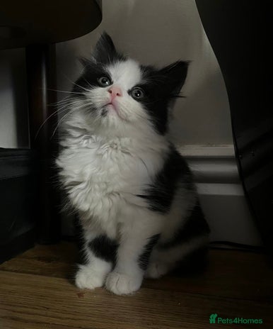 Mixed Breed cats - Advert 1