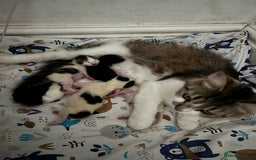 British Shorthair cats for sale: 4 stunning kittens for sale  - Image 2