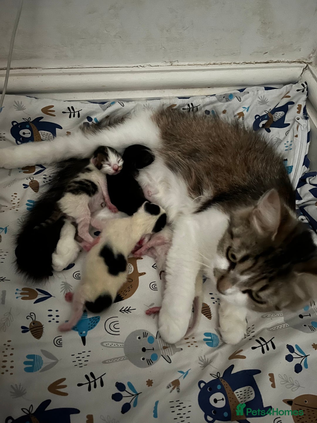 British Shorthair cats for sale: 4 stunning kittens for sale  - Image 2