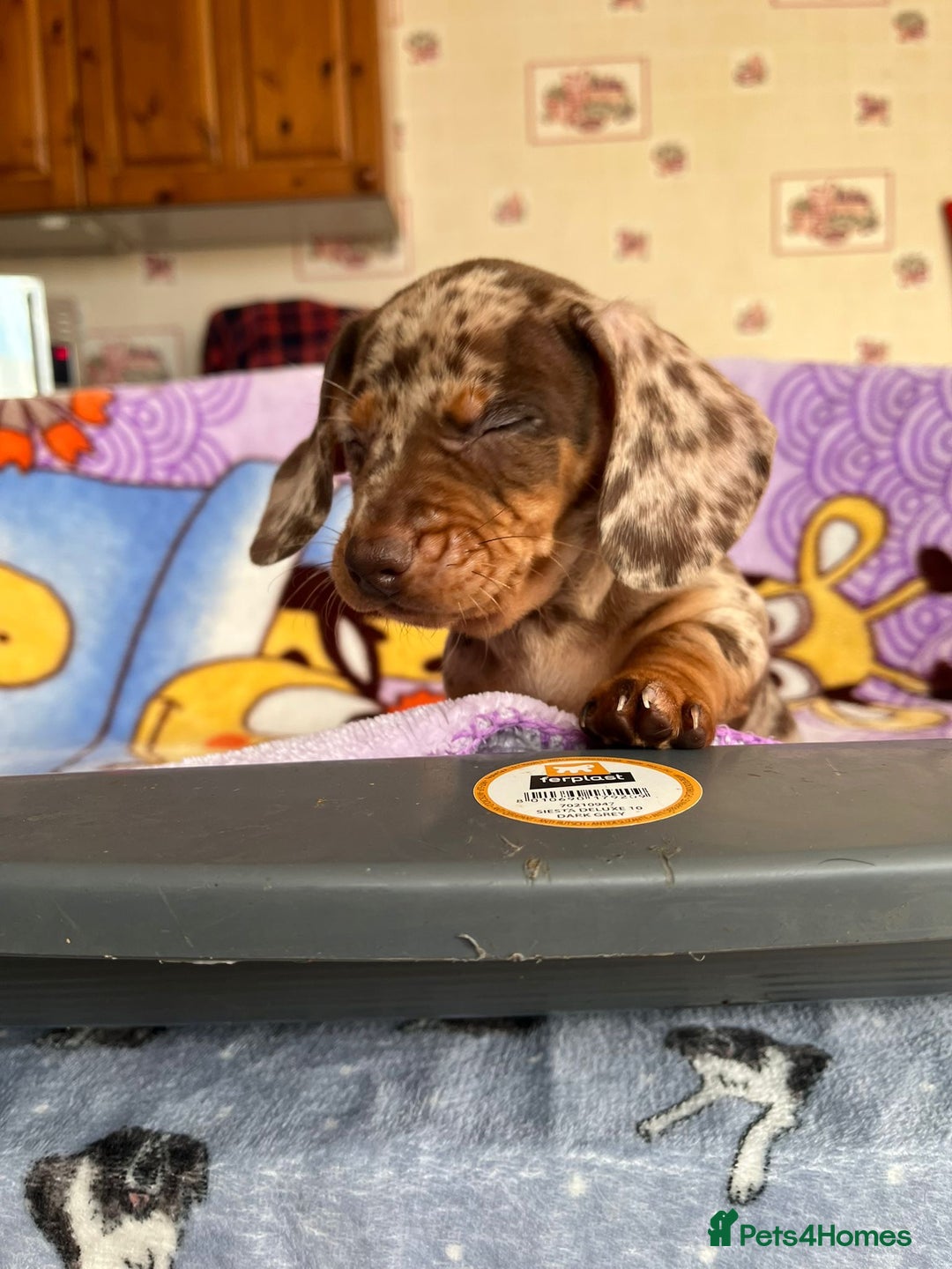 Dachshund dogs for sale: Just one girl left. Ready for her new homes - Advert 10