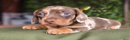 Miniature Dachshund dogs for sale: 1 little choc and tan girl ready to go now  - Advert 19