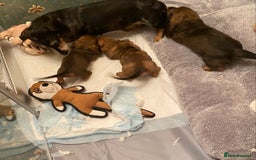 Miniature Dachshund dogs for sale: True miniature Dachshund puppies  - Image 18