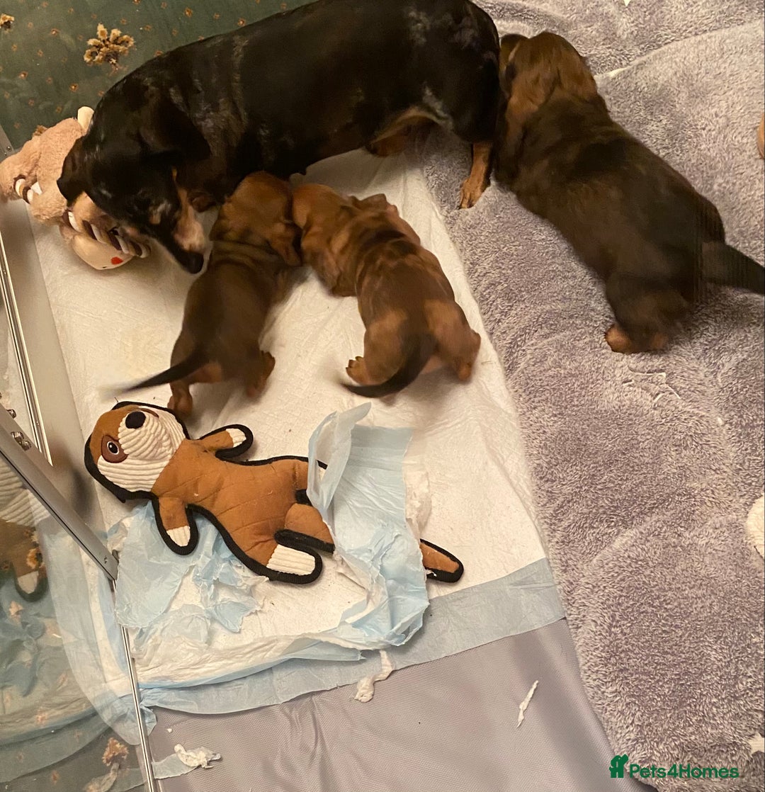 Miniature Dachshund dogs for sale: True miniature Dachshund puppies  - Image 18