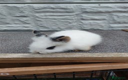 Lionhead rabbits for sale: Wonderful bunnies 07405173733  - Image 17