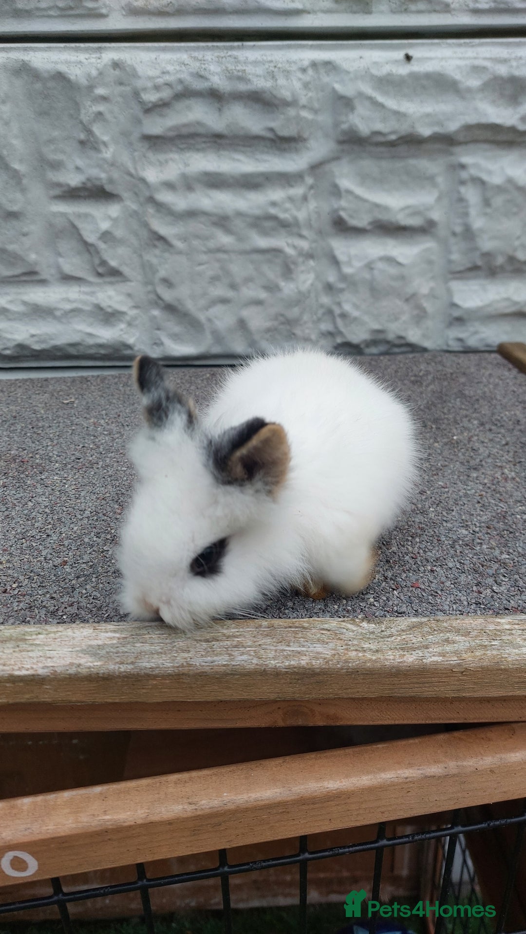Lionhead rabbits for sale: Wonderful bunnies 07405173733  - Image 17
